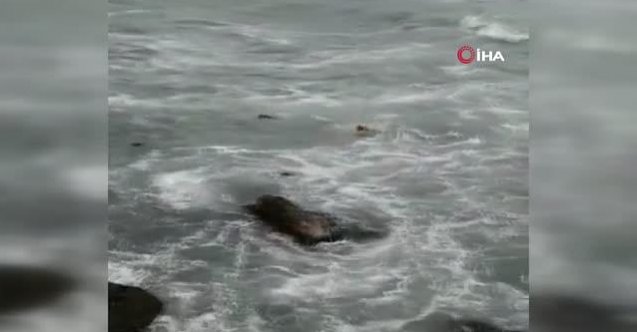 4 kişinin denize düştüğü korkunç olayın görüntüsü ortaya çıktı!