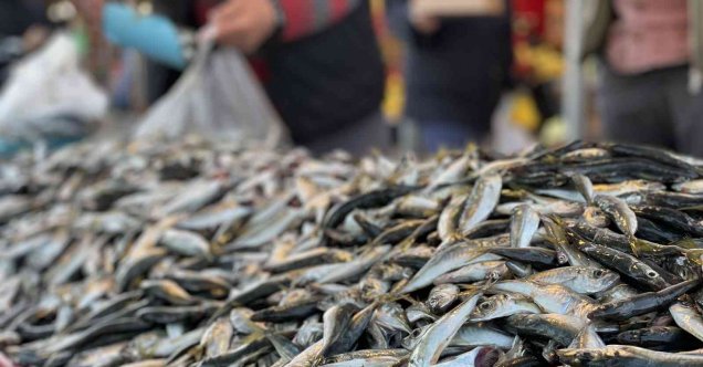 Hamsinin tahtını istavrit aldı