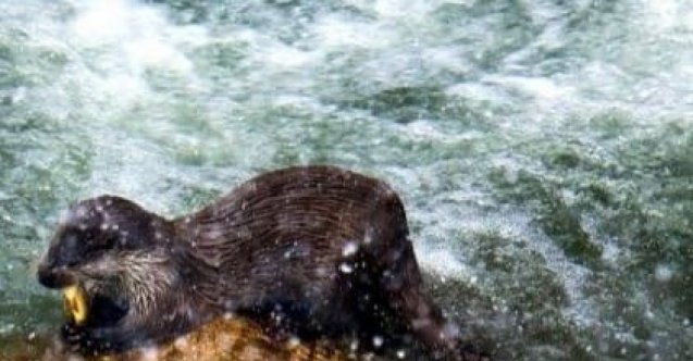 Su samuru ailesi yiyecek ararken objektiflere yakalandı