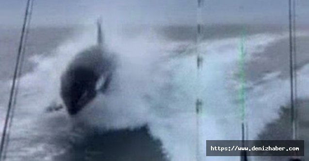 Meksika&#039;da katil balina tekneyi kovaladı! (Video)