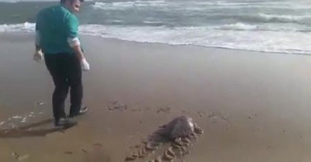 Yeşil deniz kaplumbağası tekrar deniz ile buluştu!