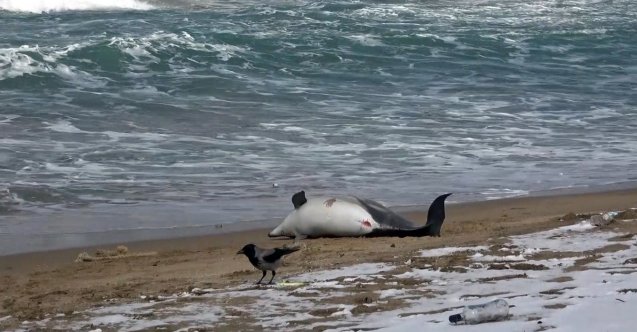 Yunus ölümlerini engelleyecek uluslararası proje: Conceta