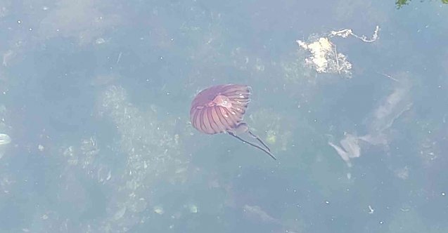 Gemilerin su havuzlarında kıtaları değiştiriyorlar