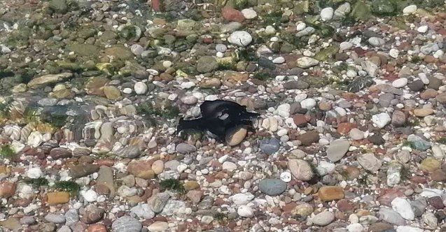 Manavgat&#039;ta ölü deniz tavşanları sahile vurdu