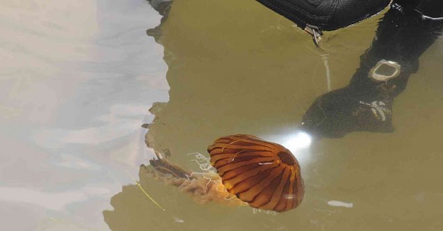 Yalova sahilinde zehirli pusula denizanası görüldü