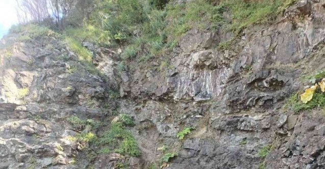 Aç kalan ayı büyükbaş hayvanları kovaladı