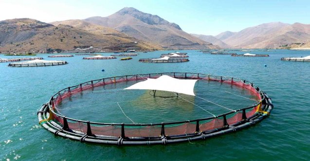 Rusya ve Japonya’ya ‘Türk somonu’ ihracatı