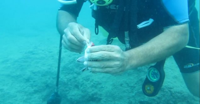 Antalya’da balık ısırma şikayetleri arttı, uzman isim açıklama yaptı