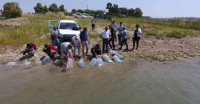 Atatürk Baraj Göleti’ne 4 milyon balık bırakıldı