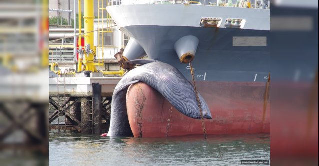 Balinaları kurtarmak için yeni gemi hız limitleri belirlendi