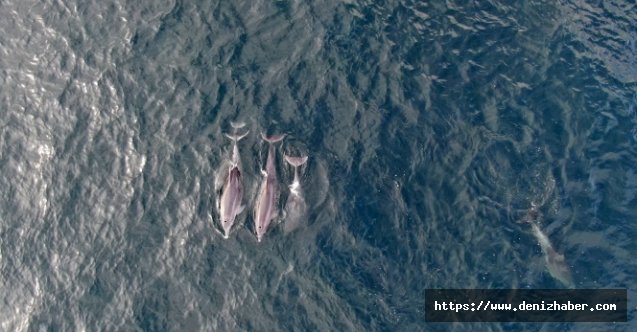 Boğazdaki yunus şöleni havadan görüntülendi