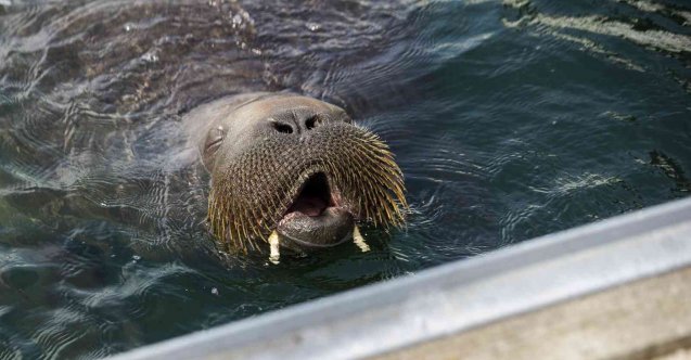 Norveç’te 600 kilogramlık deniz aygırı uyutuldu
