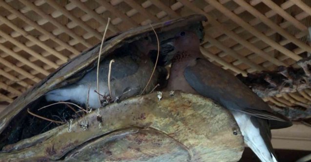 Balık müzesinde Orkinos mumyası içinde kumru yavruladı