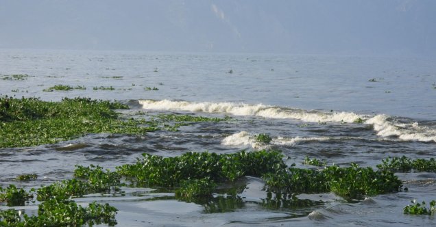 Hatay’da su sümbülleri ve ölü balıklar Samandağ sahiline yayıldı