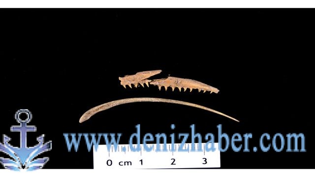 Assos kazısında 1600 yıllık kılçık kalıntılarına ulaşıldı