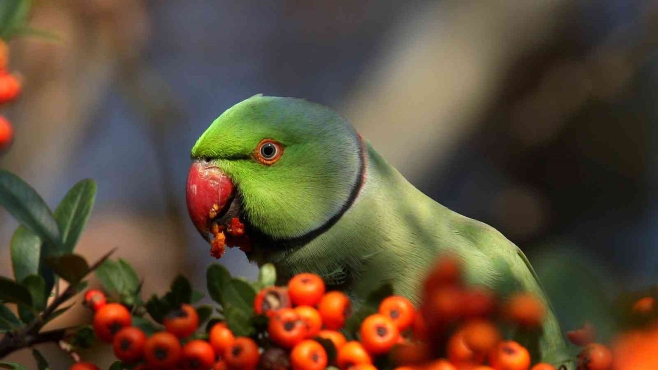 Hersek Lagünü’nde kuş türü 248’e yükseldi