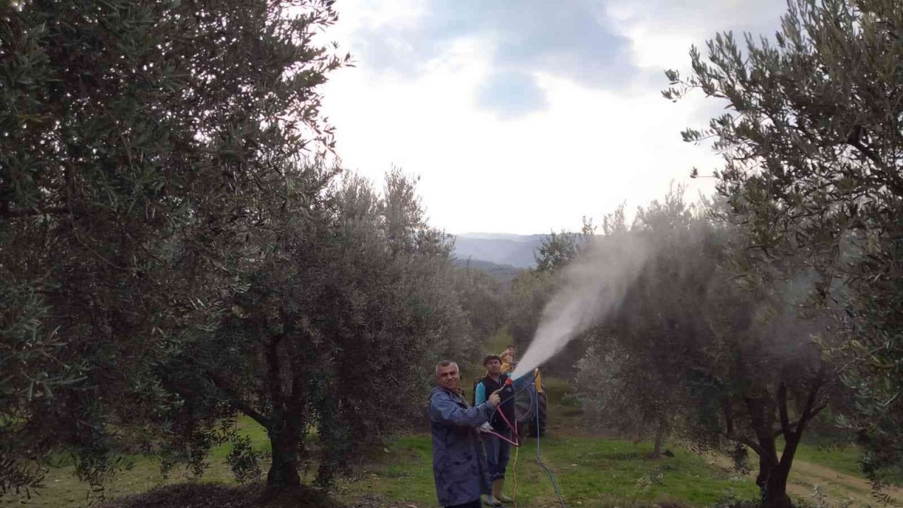 Baraj gölü deniz etkisi yaptı zeytinde bereket arttı