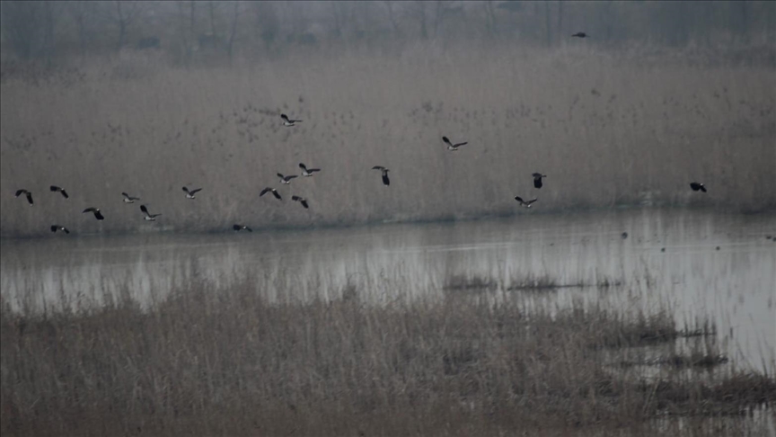 Efteni Gölü Kuş Cenneti&#039;nde 19 türden 1787 kuş listelendi