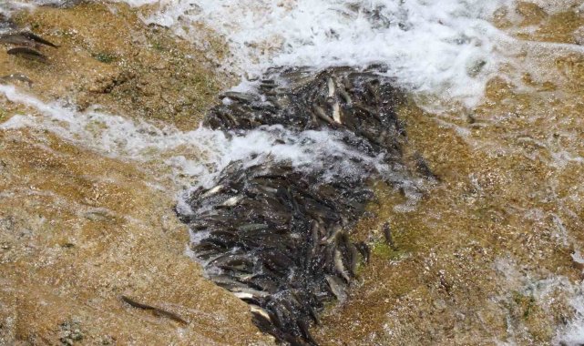 Sazan balıkları göç yollarının kapalı olması nedeniyle can çekişiyor