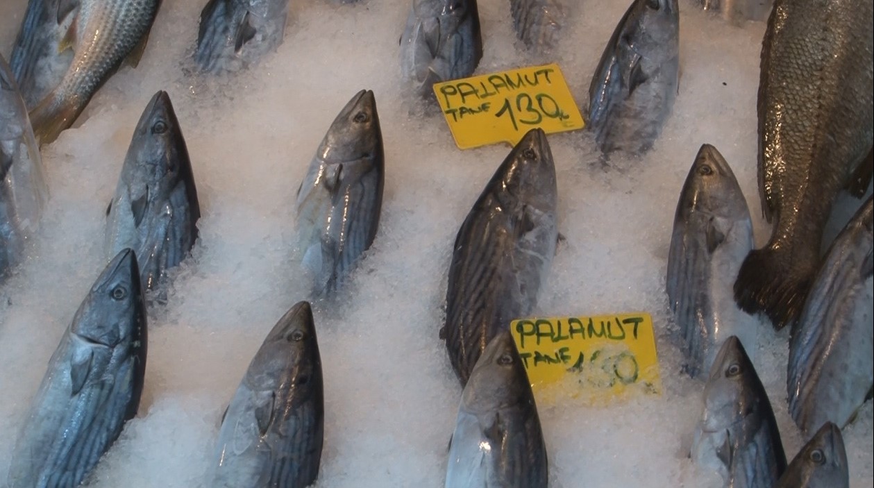 Türkiye Deniz Canlıları Kurucusu Balcı, “Palamut’un mevsimi başlıyor 9’uncu ay Palamut mevsimi demektir”