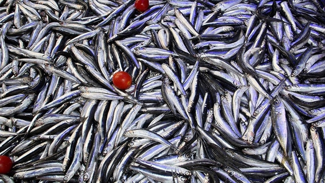 Balık sezonu hamsi bolluğuyla başladı