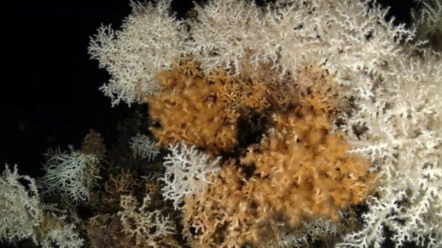 Batı Akdeniz&#039;de 20 Ülke Dip Balıkçılığını Kısıtlama Konusunda Anlaştı