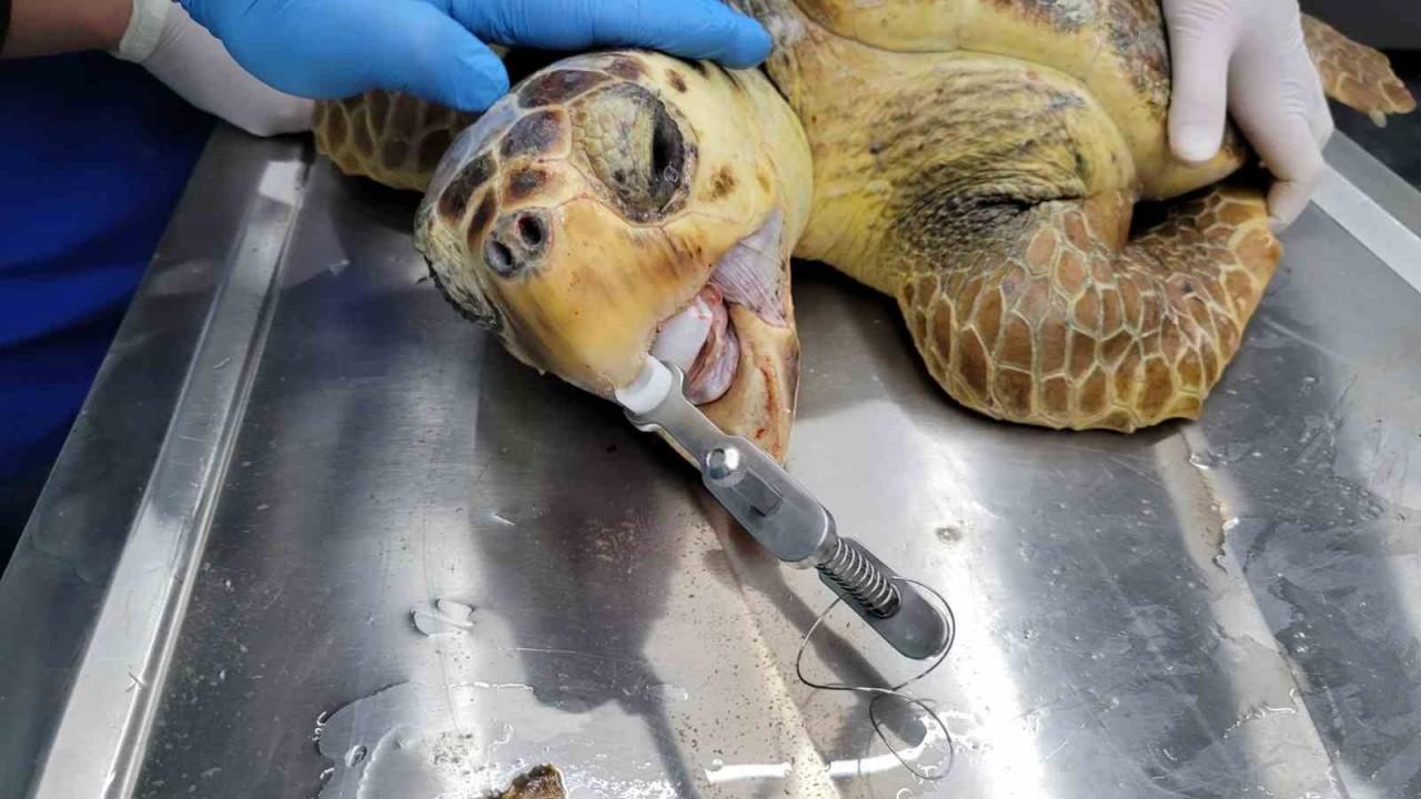 caretta caretta 2,5 saatlik operasyonla hayata döndü