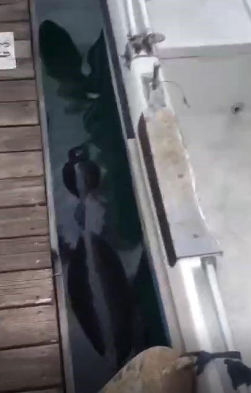 Fethiye’de nesli tehlikedeki Akdeniz Foku görüldü