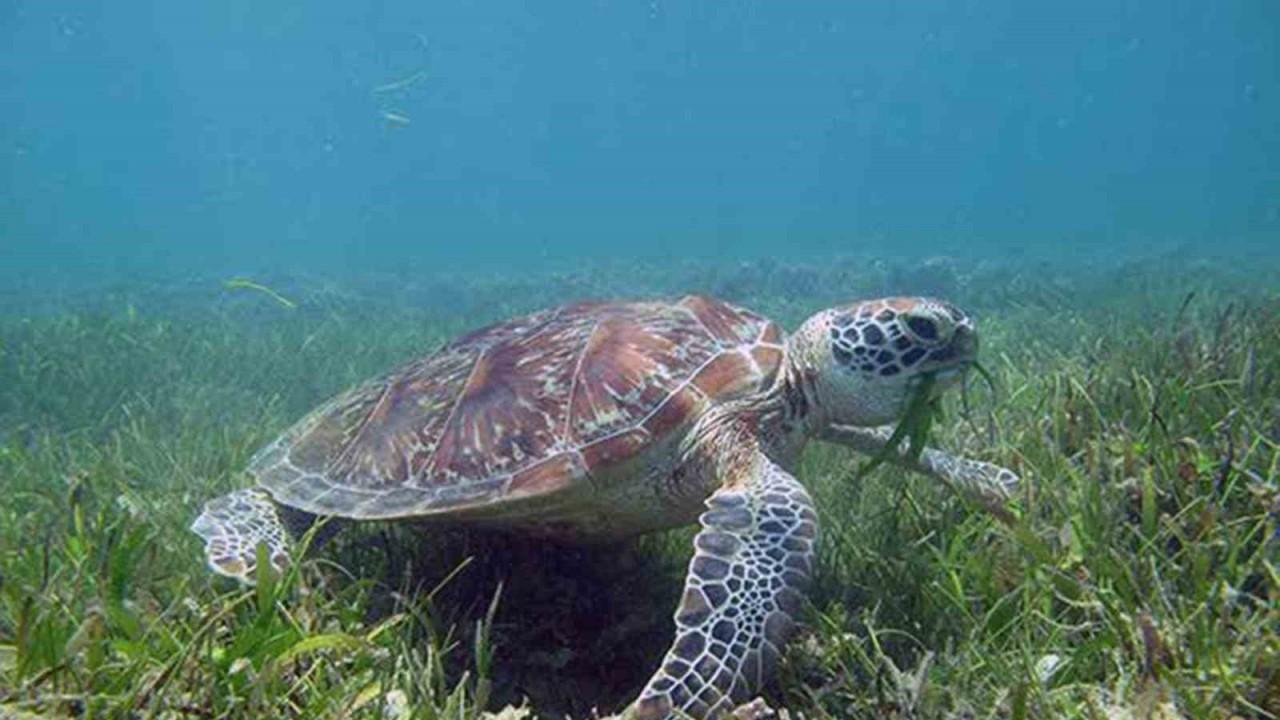 DEKAMER’den ‘Deniz Çayırları Günü’ paylaşımı