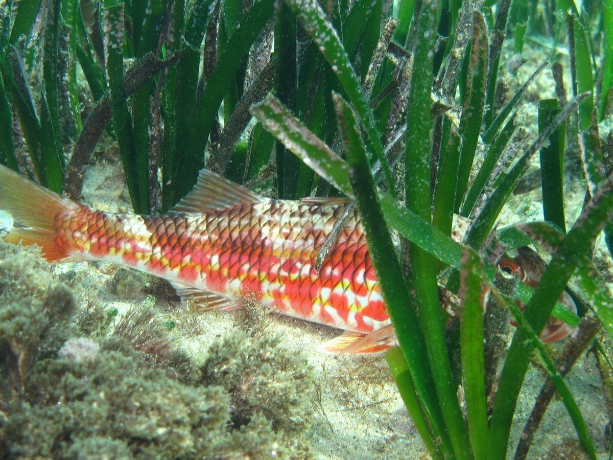 EKODOSD’tan deniz çayırlarını koruma çağrısı