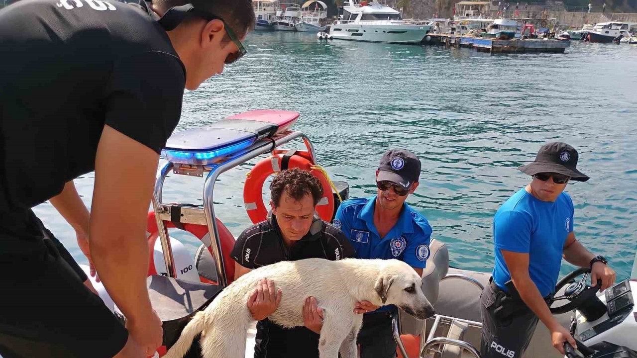 Deniz polisinden yürekleri ısıtan sokak köpeği kurtarma görevi