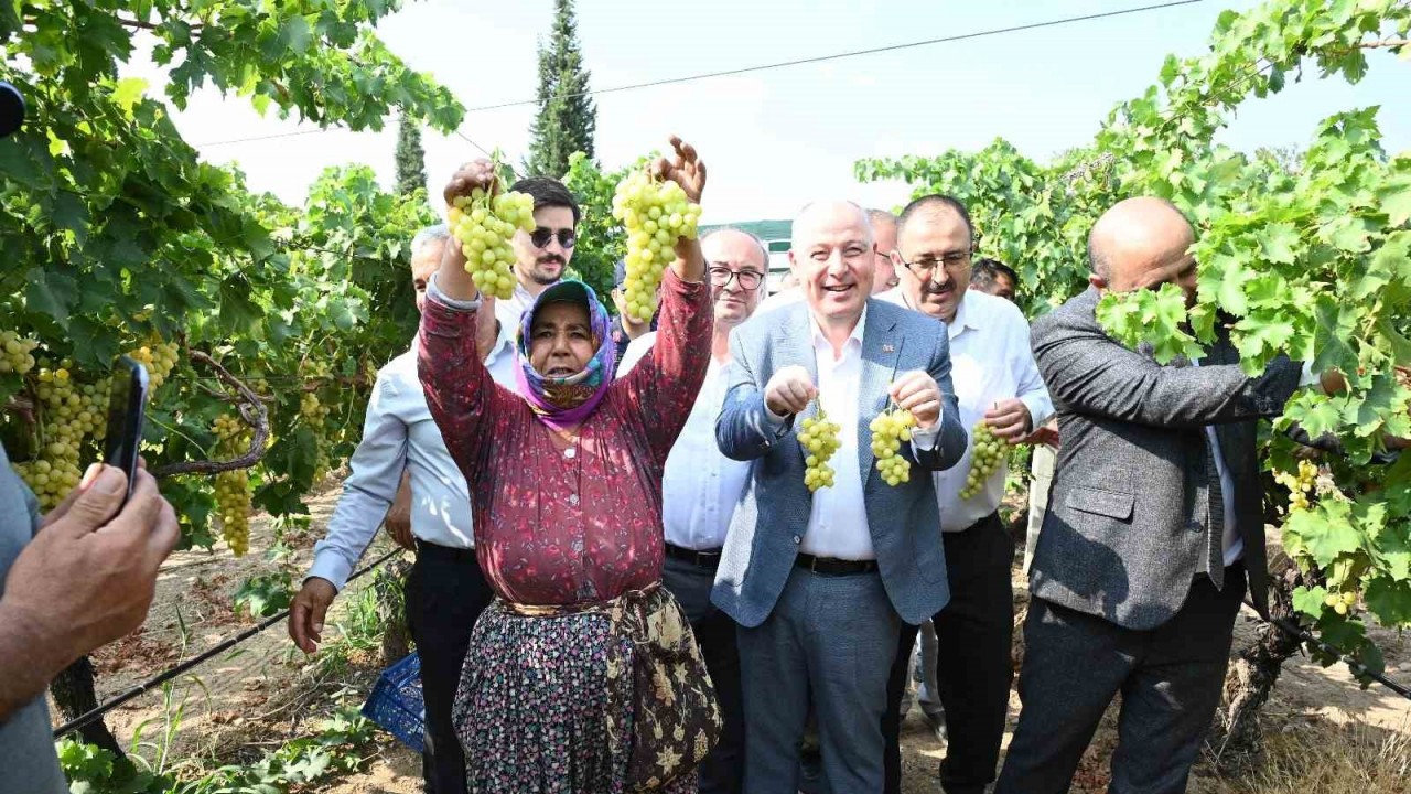 Denizli’de üzüm hasadı başladı