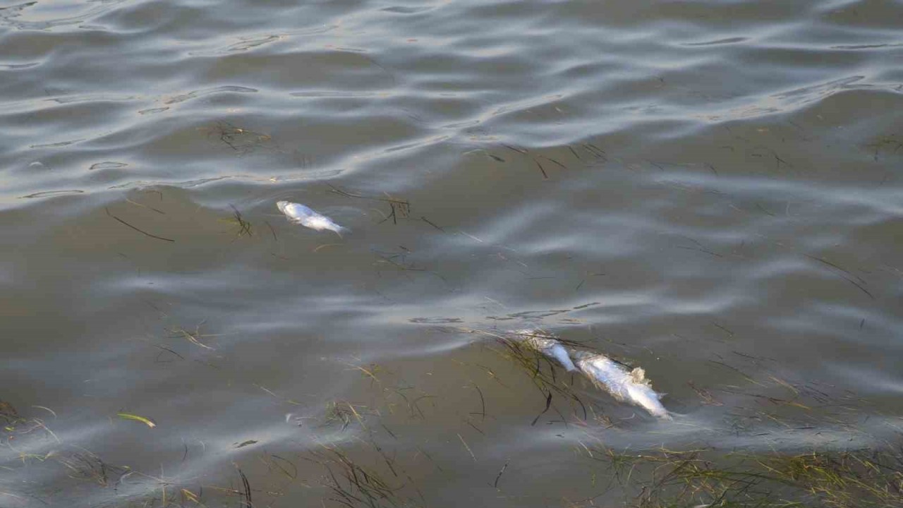 Didim’de üretim çiftliklerinde ölen balıkların kıyıya vurduğu iddiası