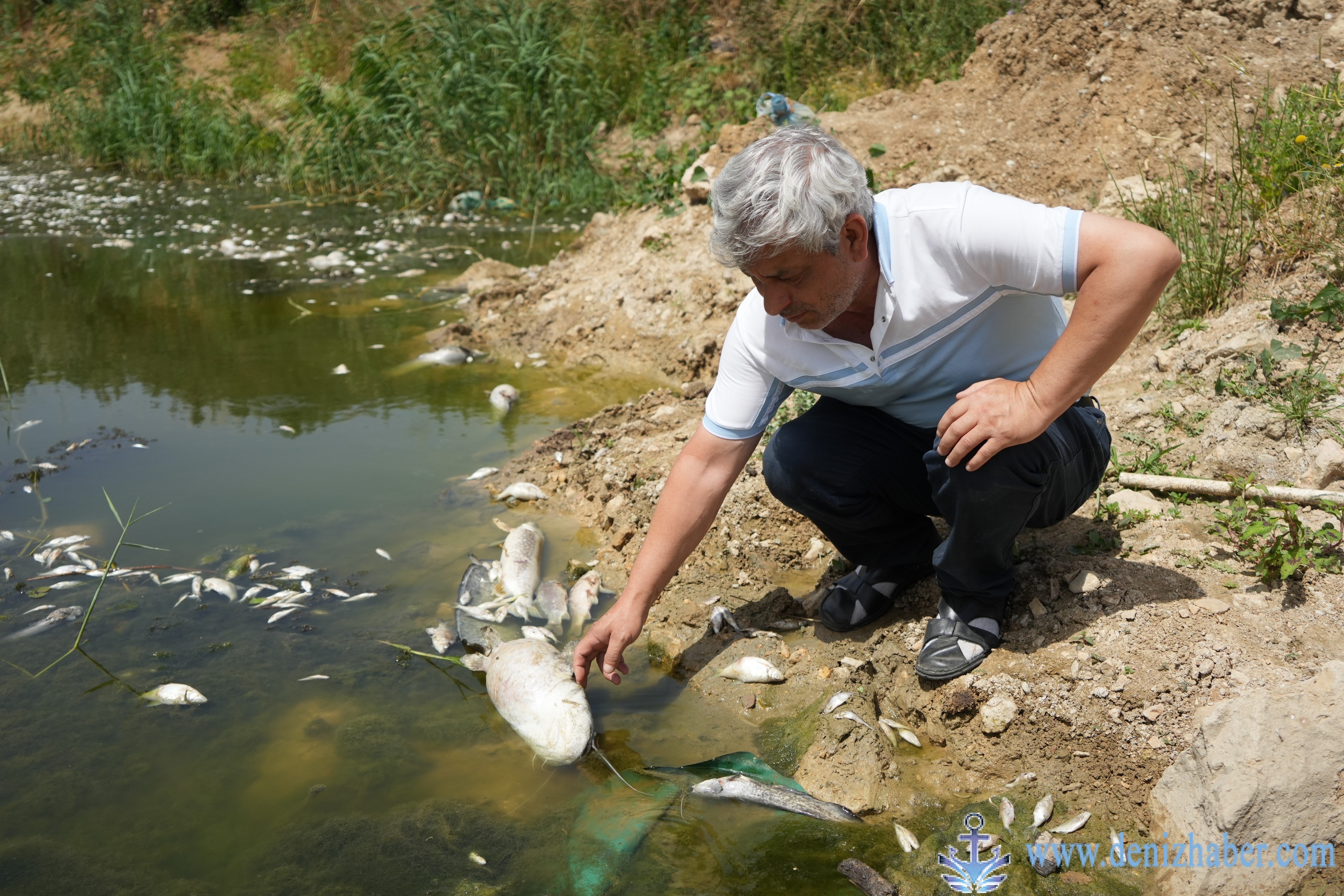 Zehir akan Nilüfer Çayı&#039;nda balık katliamı