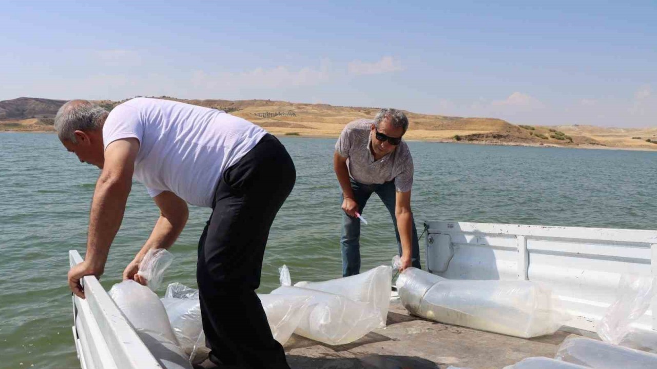 Baraj göletine 3 milyon 550 bin adet yavru balık bırakıldı