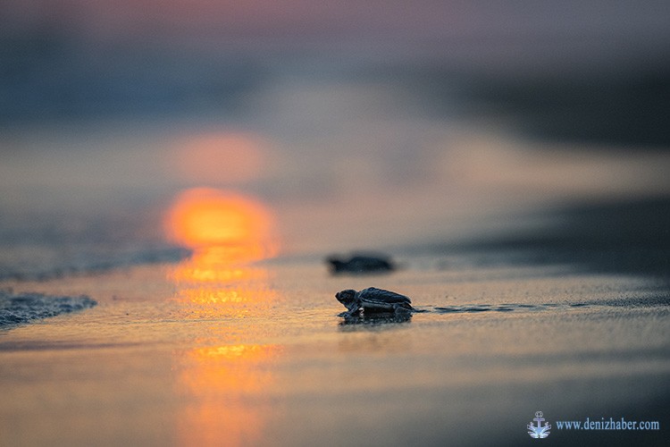 2024&#039;te 178 bin yavru deniz kaplumbağası denize ulaştı