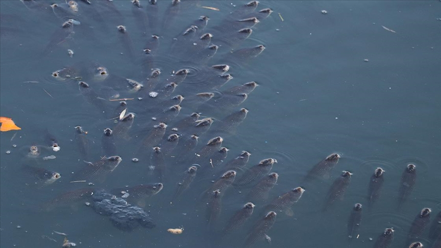 Balık ölümleri görülen Ceyhan Nehri&#039;nde inceleme başlatıldı!