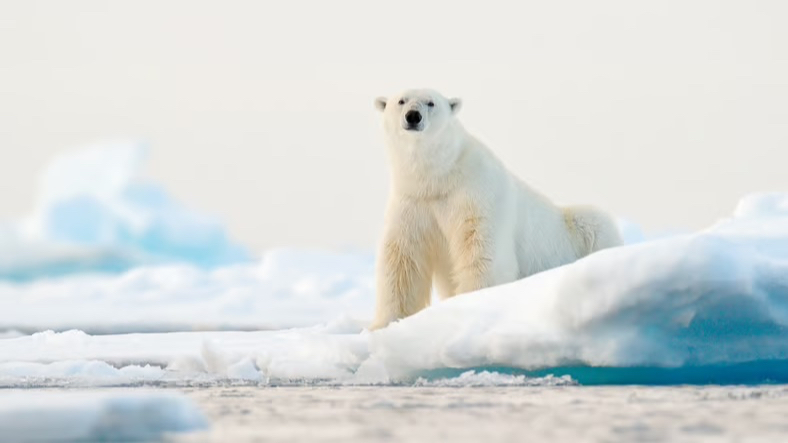 Buzullar Eriyor, Kutup Ayıları Aç Kalıyor