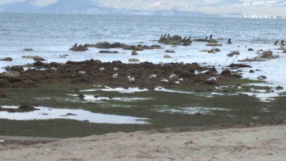 Deniz çekildi, 2 bin 500 yıllık antik liman ortaya çıktı!