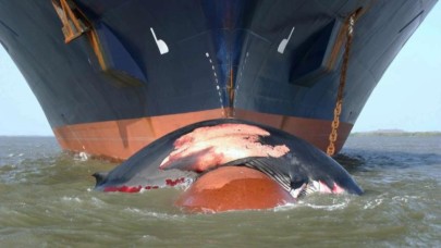 Balina Çarpışmalarını Önleyen Yapay Zeka Aracı Geliştirildi