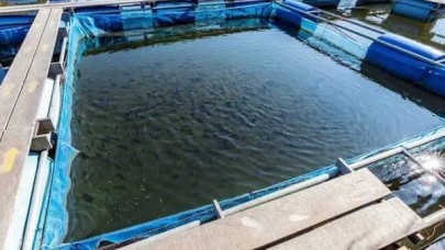 Sakarya'da Yılda 25 Bin Ton Somon ve 5 Ton Kalkan Üretimi