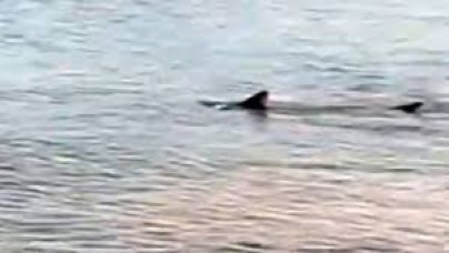 Datça'da köpek balıkları kıyıya kadar geldi!