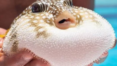 İstilacı Balon Balığı İçin Av Teşviği Artırıldı