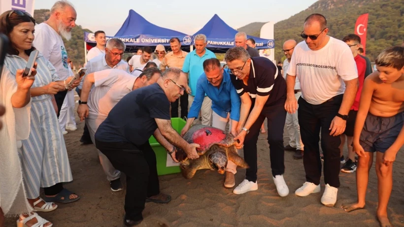 Caretta Caretta &#039;Tuba&#039;ya yeniden takip cihazı takıldı