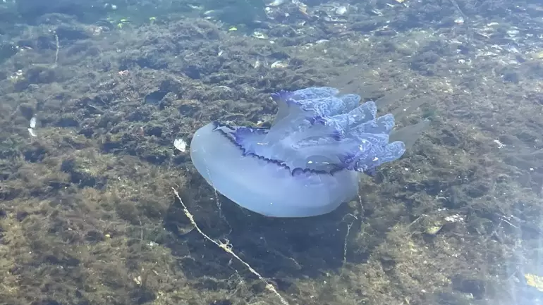 Marmara Denizinde kabusa dönüştü: Balıkçılık bitti artık