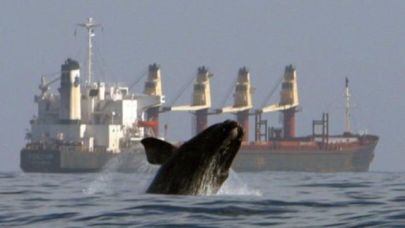 Dünya Denizcilik Günü'nde IMO'nun gündemi; Okyanuslar