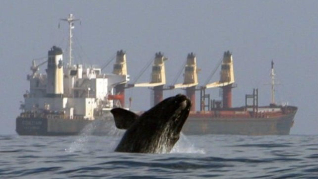 Dünya Denizcilik Günü&#039;nde IMO&#039;nun gündemi; Okyanuslar