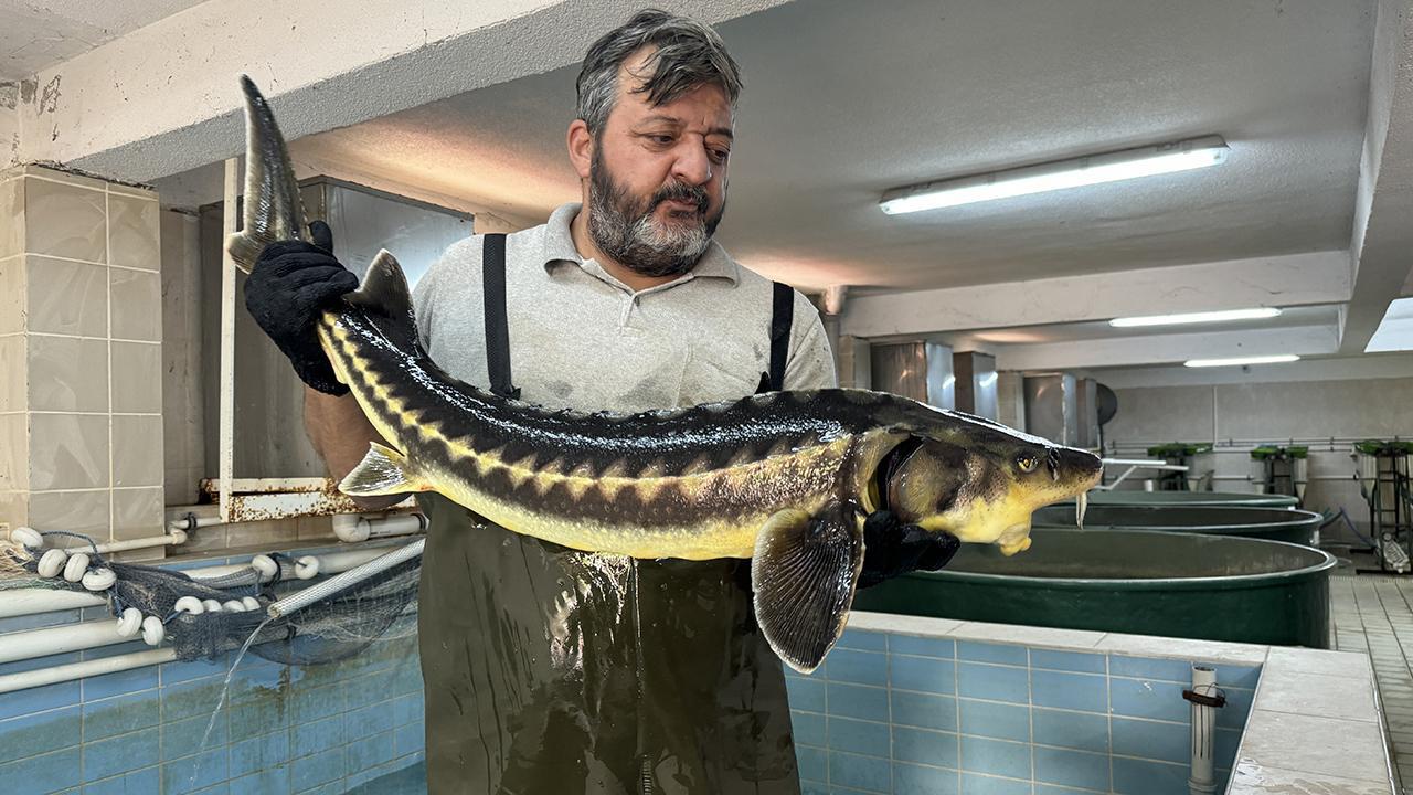 Rize, havyar üretiminde yeniden merkez olmayı hedefliyor
