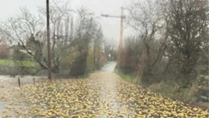 Sahile vuran binlerce muz için halk kıyıya akın etti