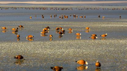 Angıt kuşları, Düden Gölü’nde mola verdi